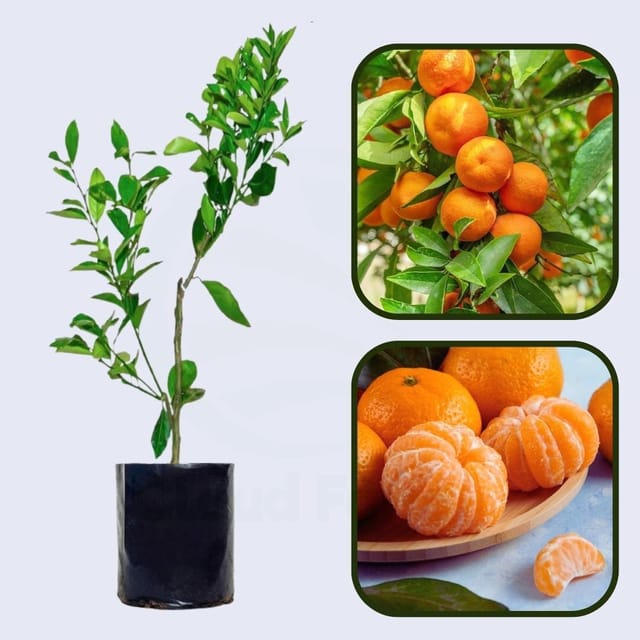 Citrus Blossom Sweet Orange Grafted Healthy Fruit Plant