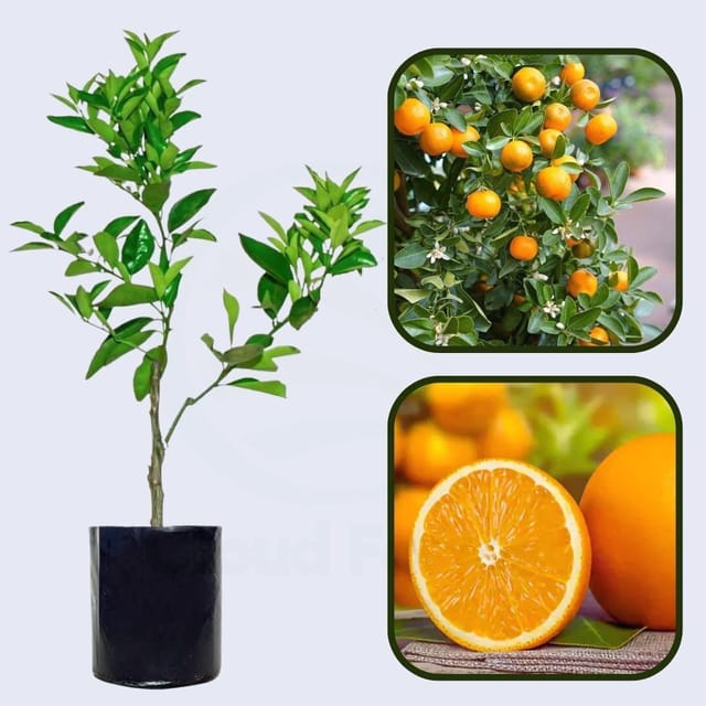 Citrus Bright Sweet Orange Grafted Healthy Fruit Plant