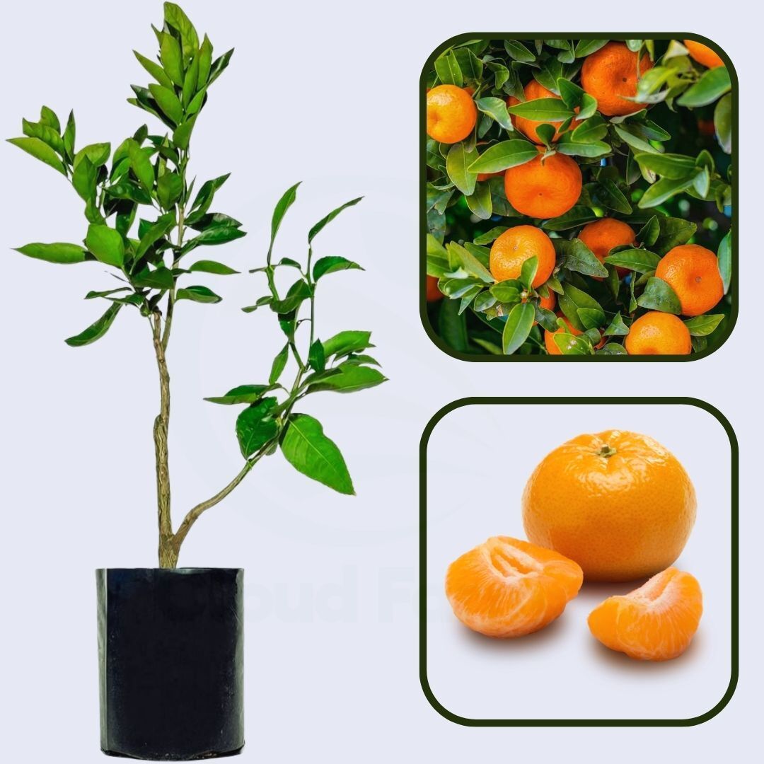 Citrus Charm Orange Grafted Healthy Fruit Plant