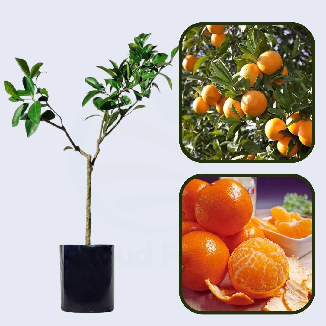 Citrus Classic Gold Orange Grafted Healthy Fruit Plant
