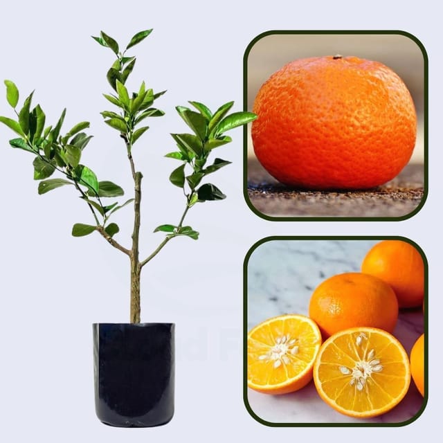 Citrus Classic Mandarin Orange Grafted Healthy Fruit Plant