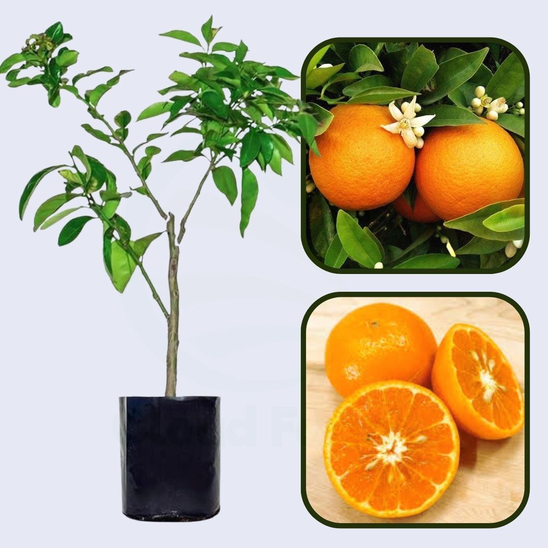 Citrus Classic Sweet Orange Grafted Healthy Fruit Plant