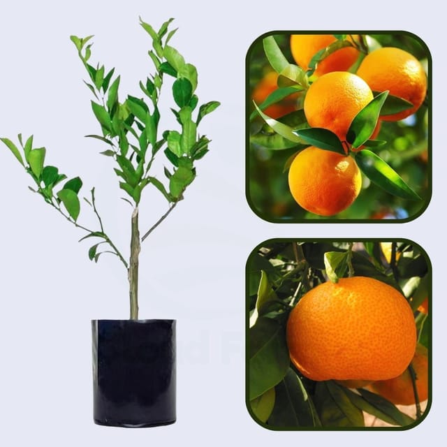 Citrus Crown Gold Orange Grafted Healthy Fruit Plant