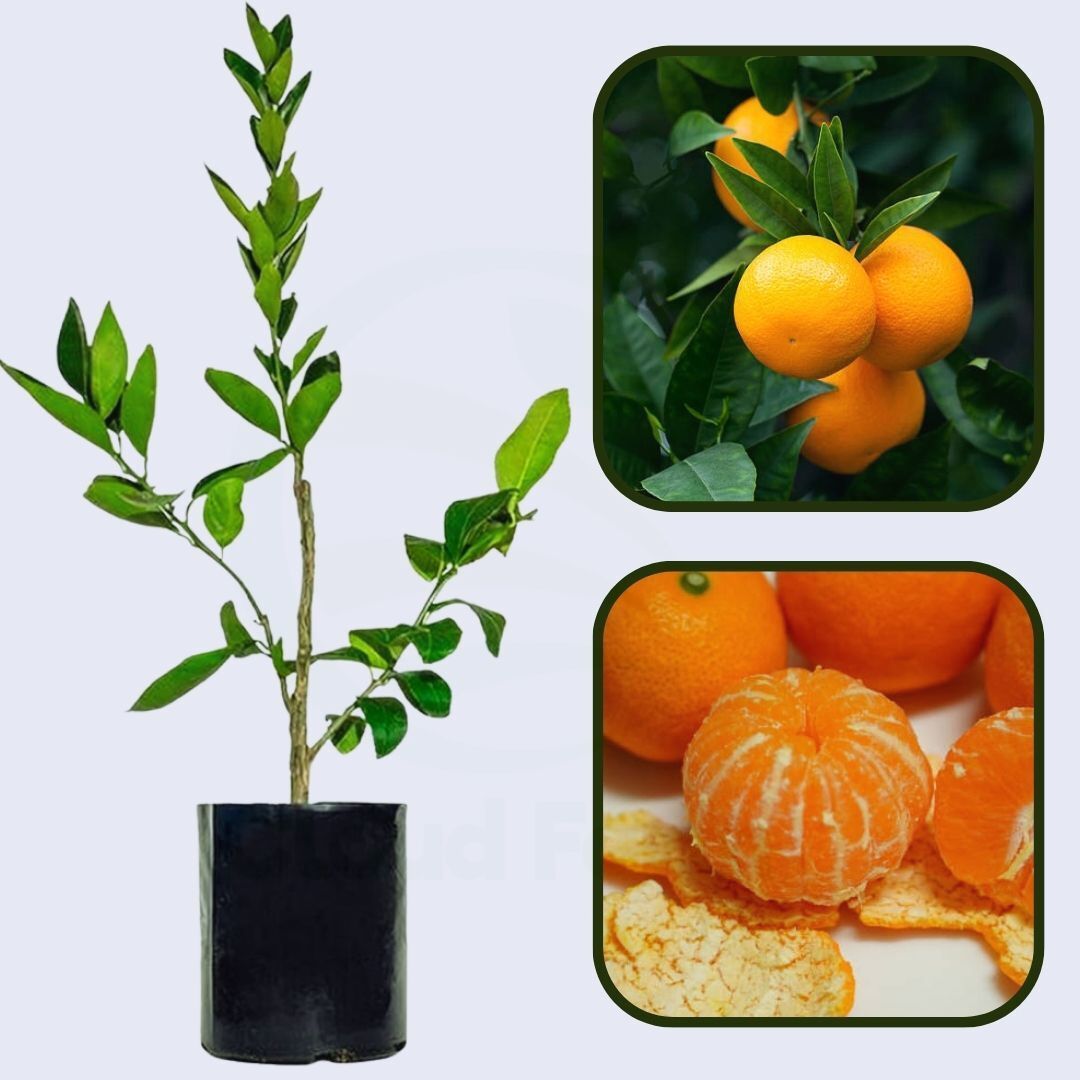 Citrus Crown Prime Orange Grafted Healthy Fruit Plant