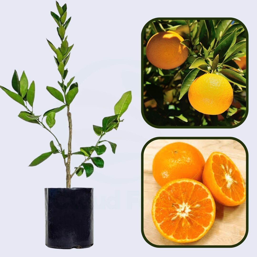 Citrus Crown Sweet Orange Grafted Healthy Fruit Plant