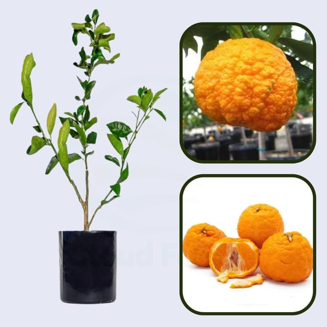 Citrus Delight Gold Orange Grafted Healthy Fruit Plant