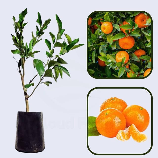 Citrus Delight Mandarin Orange Grafted Healthy Fruit Plant
