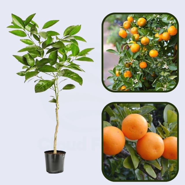 Citrus Delight Sweet Orange Grafted Healthy Fruit Plant