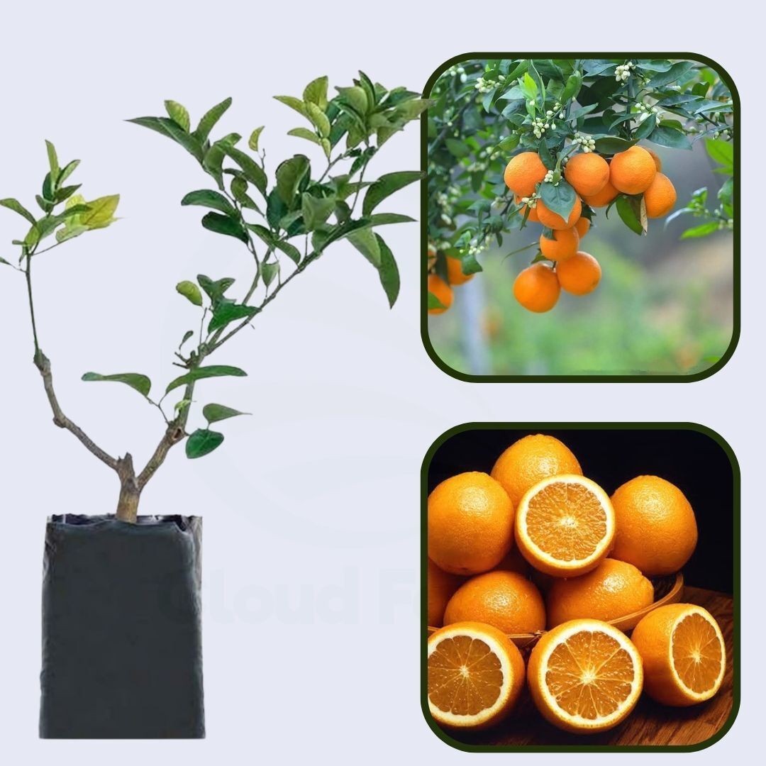 Citrus Elite Gold Orange Grafted Healthy Fruit Plant