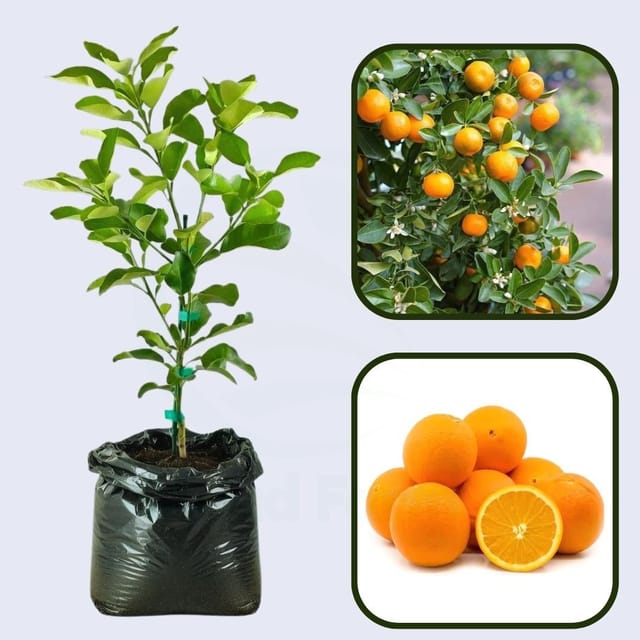Citrus Elite Sweet Orange Grafted Healthy Fruit Plant