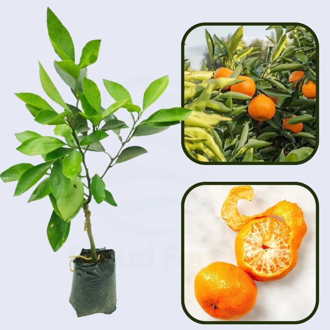 Citrus Estate Elite Orange Grafted Healthy Fruit Plant