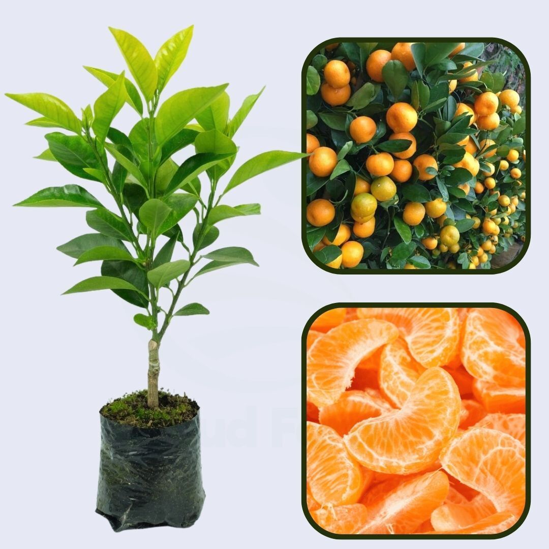 Citrus Estate Gold Orange Grafted Healthy Fruit Plant