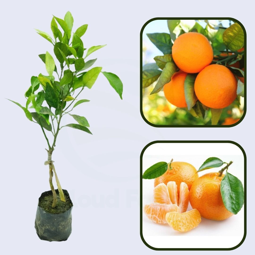 Citrus Estate Sweet Orange Grafted Healthy Fruit Plant