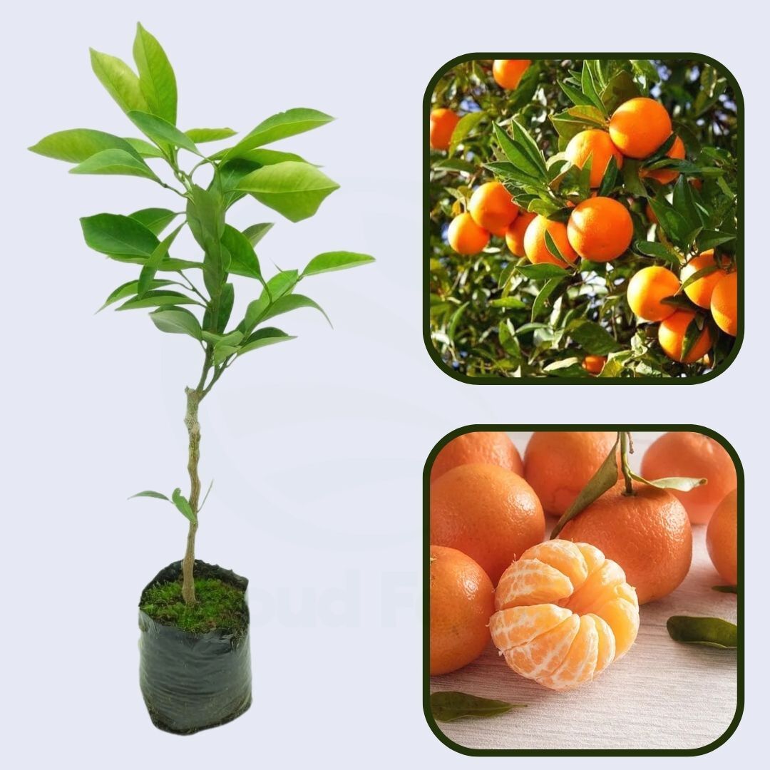 Citrus Evening Elite Orange Grafted Healthy Fruit Plant