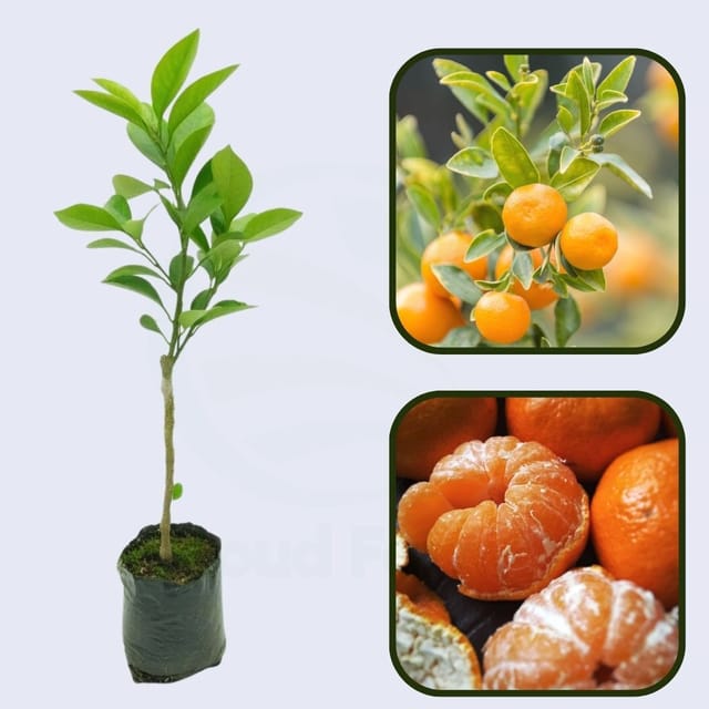 Citrus Evening Prime Orange Grafted Healthy Fruit Plant