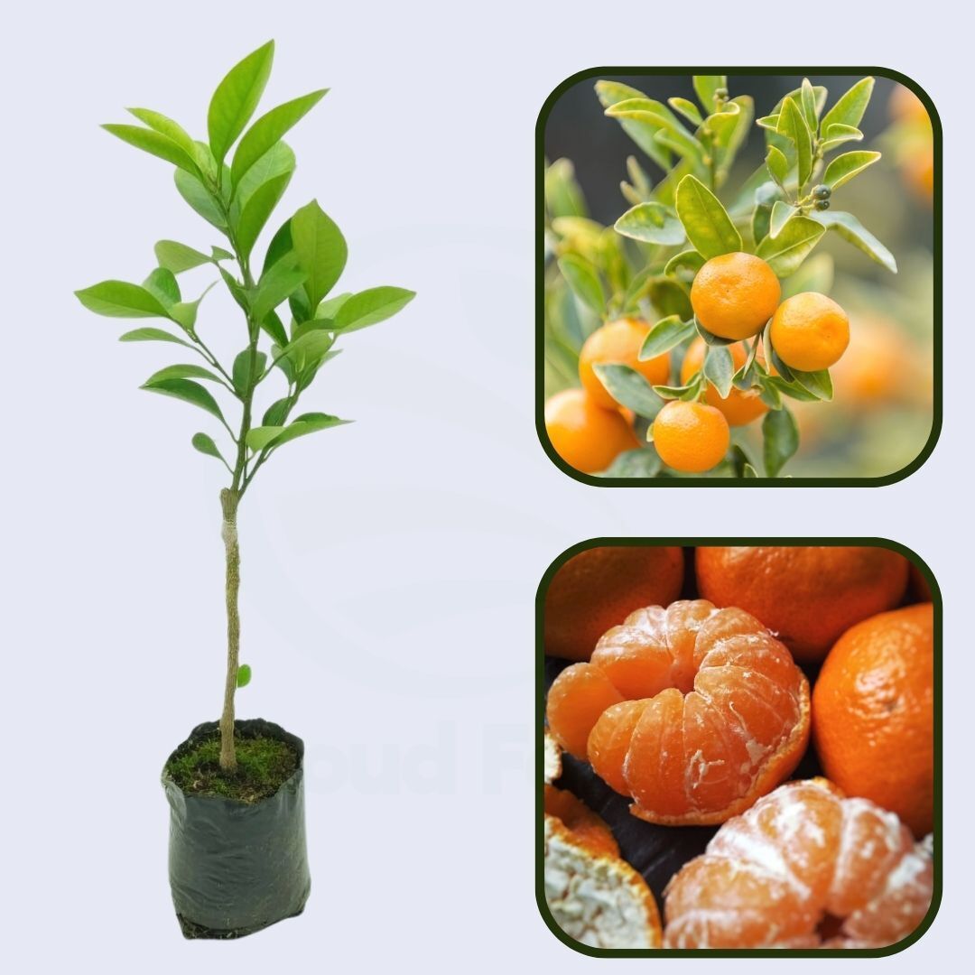 Citrus Evening Prime Orange Grafted Healthy Fruit Plant