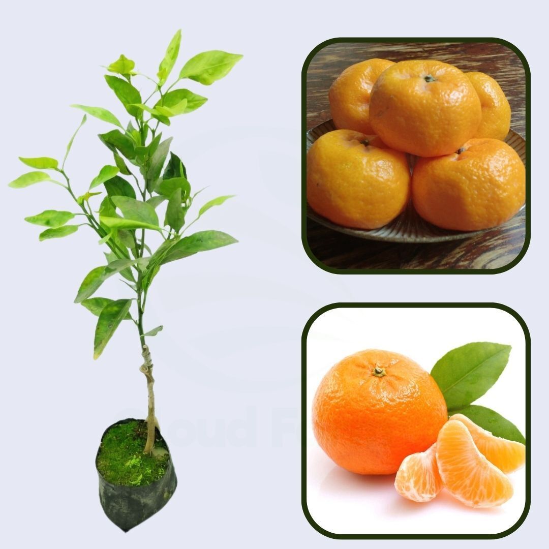 Citrus Farm Prime Orange Grafted Healthy Fruit Plant