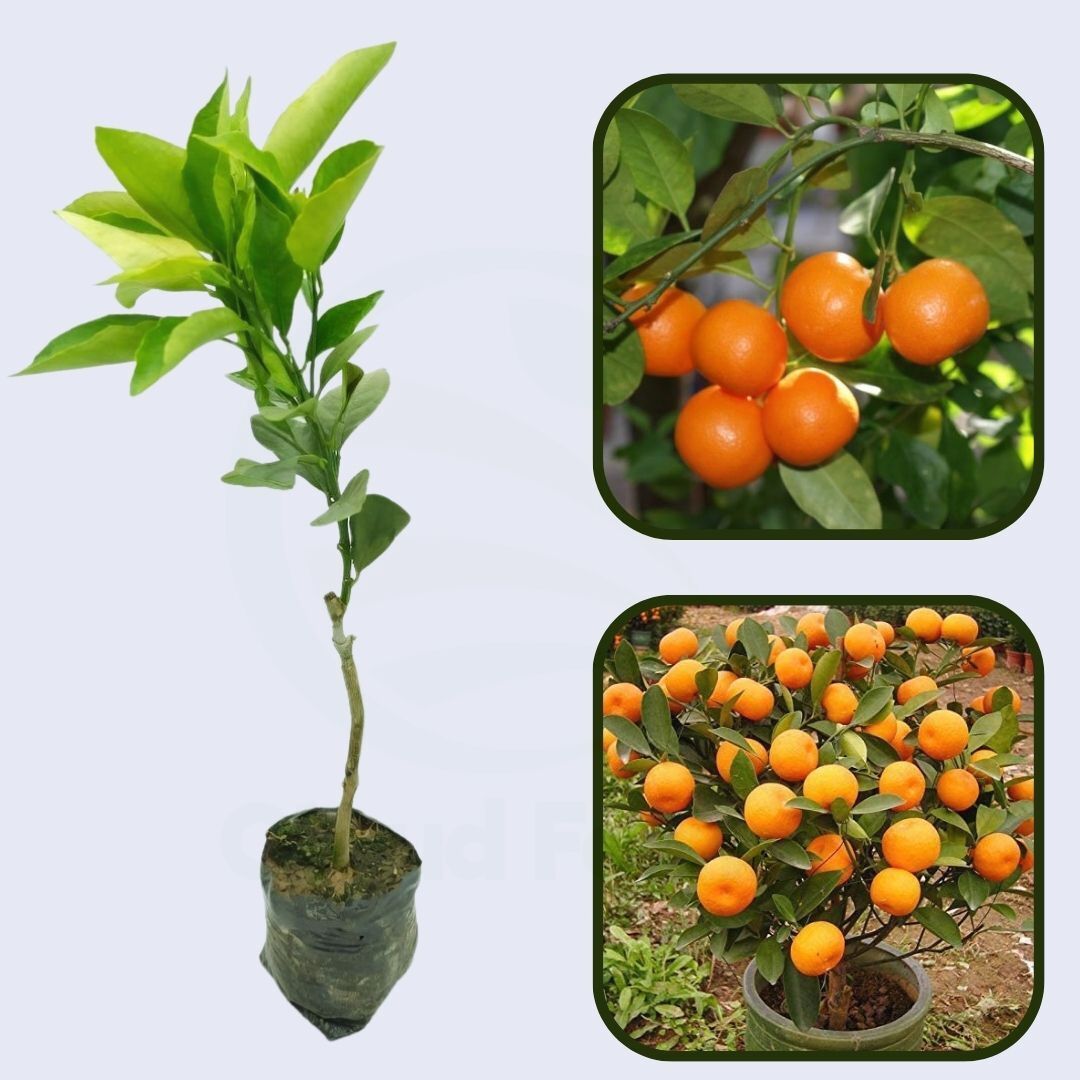 Citrus Farm Sweet Orange Grafted Healthy Fruit Plant