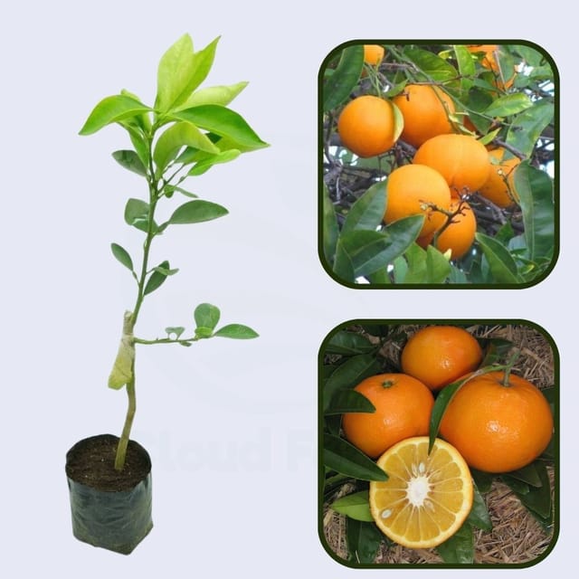 Citrus Flame Sweet Orange Grafted Healthy Fruit Plant