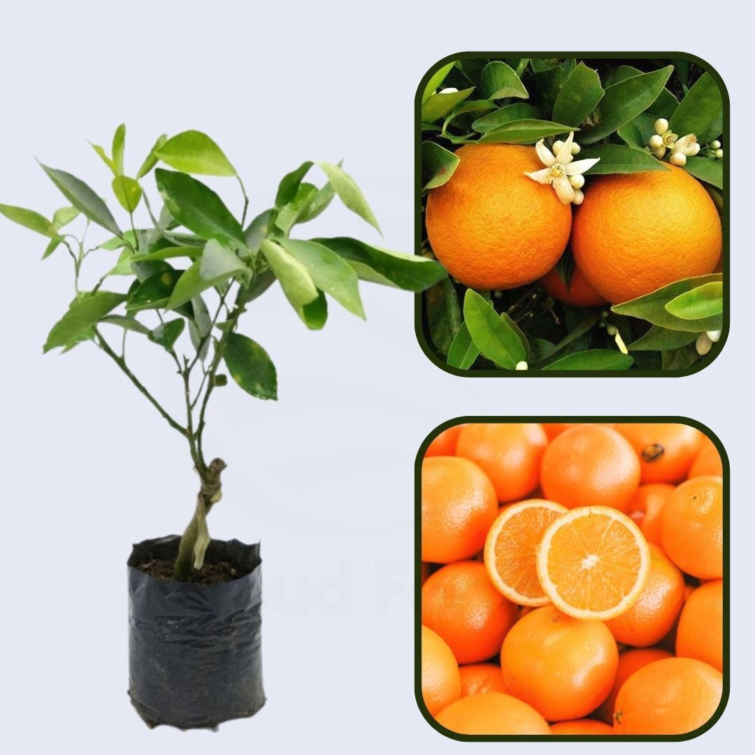 Citrus Fresh Sweet Orange Grafted Healthy Fruit Plant