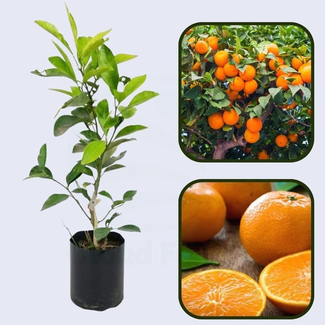 Citrus Garden Elite Orange Grafted Healthy Fruit Plant