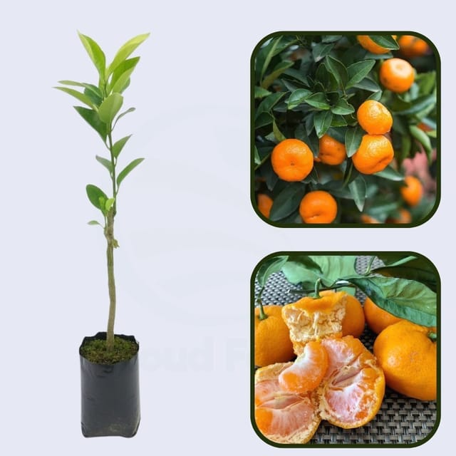 Citrus Garden Gold Orange Grafted Healthy Fruit Plant