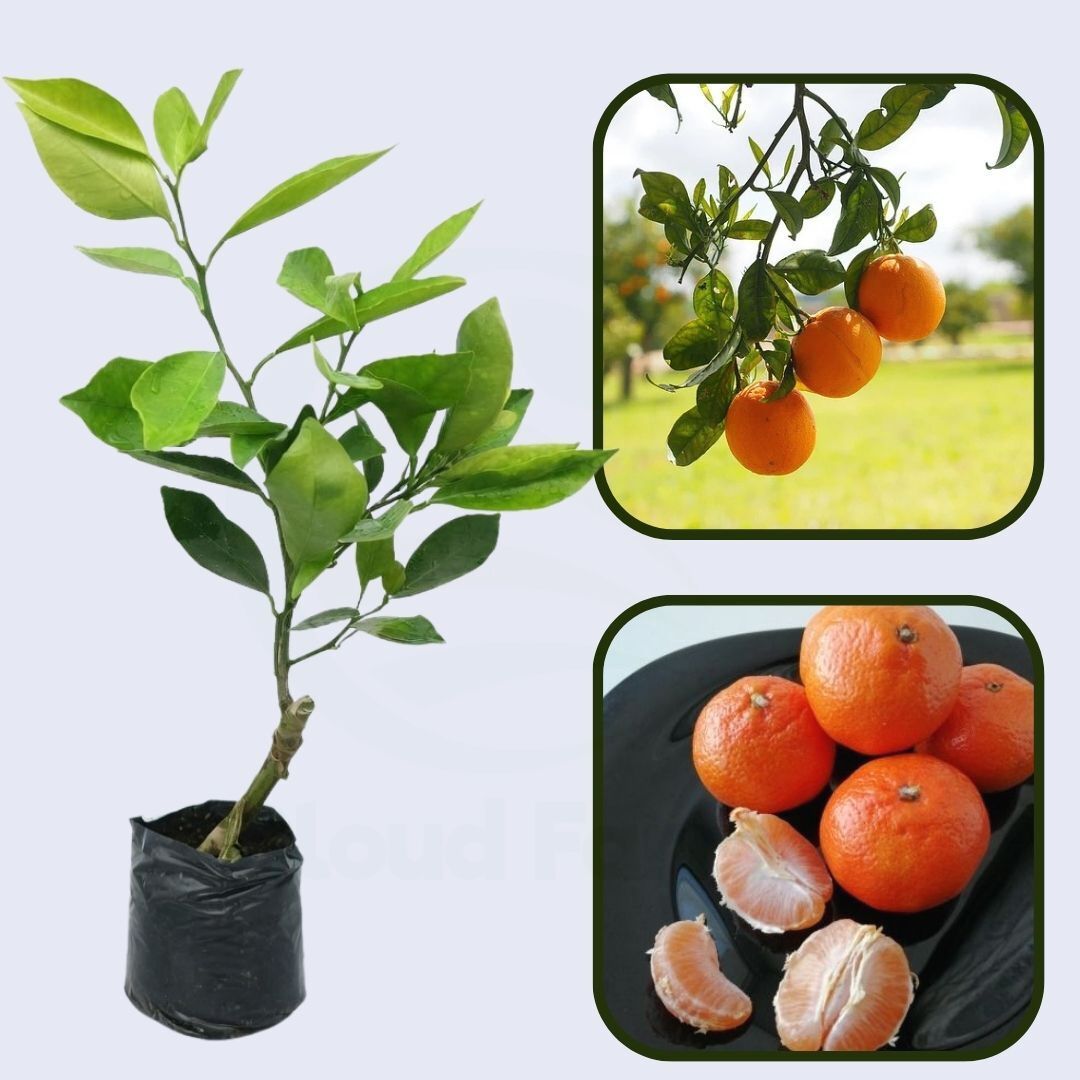 Citrus Golden Blossom Orange Grafted Healthy Fruit Plant