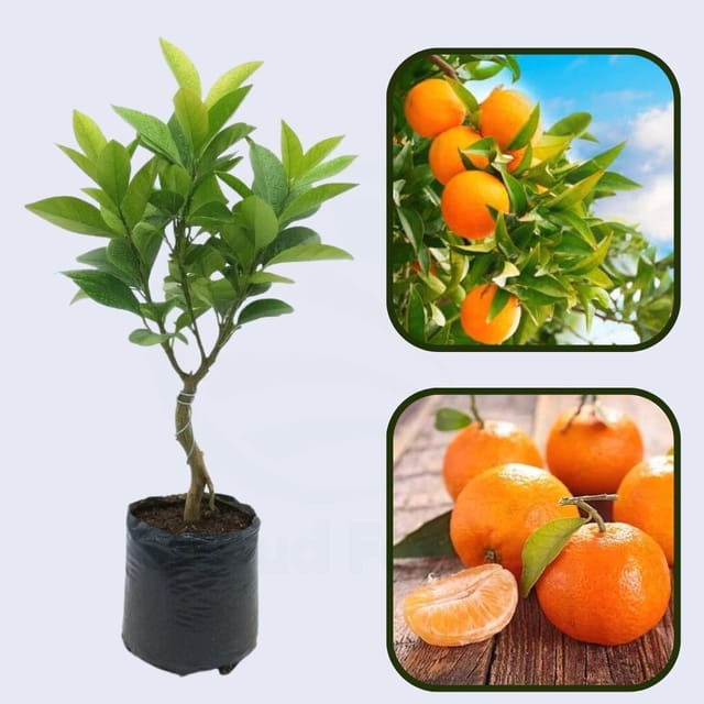 Citrus Golden Classic Orange Grafted Healthy Fruit Plant