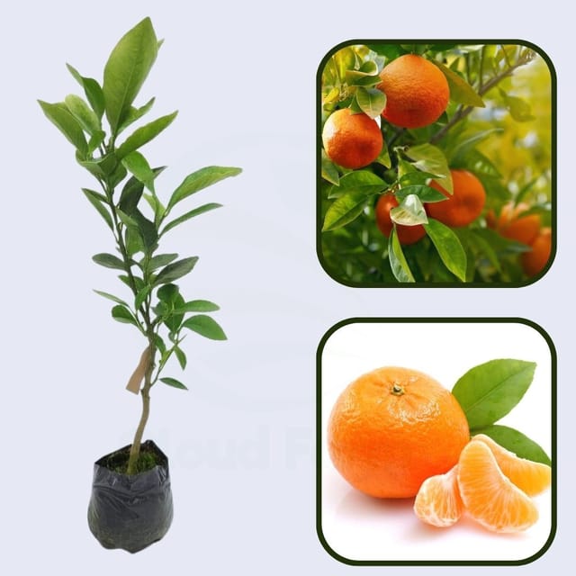 Citrus Golden Crown Orange Grafted Healthy Fruit Plant