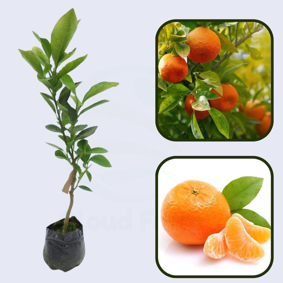 Citrus Golden Crown Orange Grafted Healthy Fruit Plant