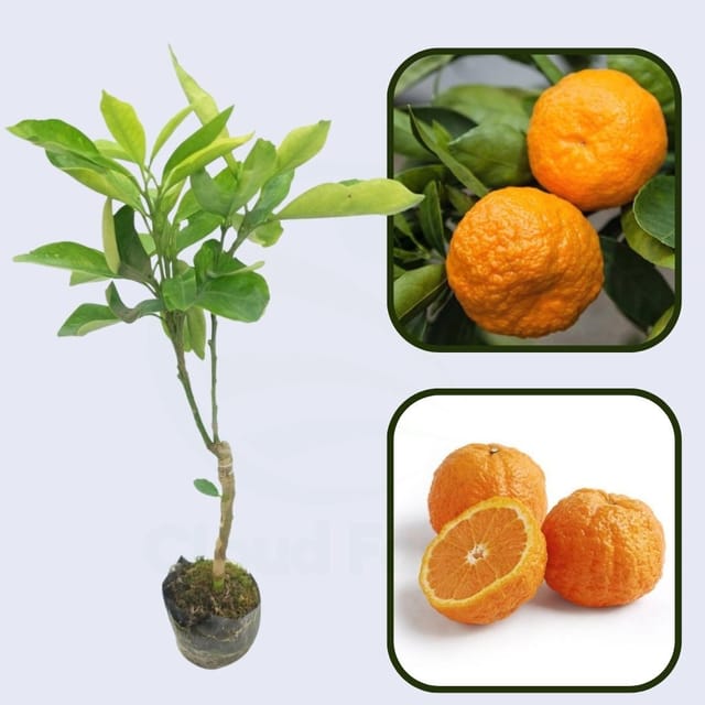 Citrus Golden Delight Orange Grafted Healthy Fruit Plant