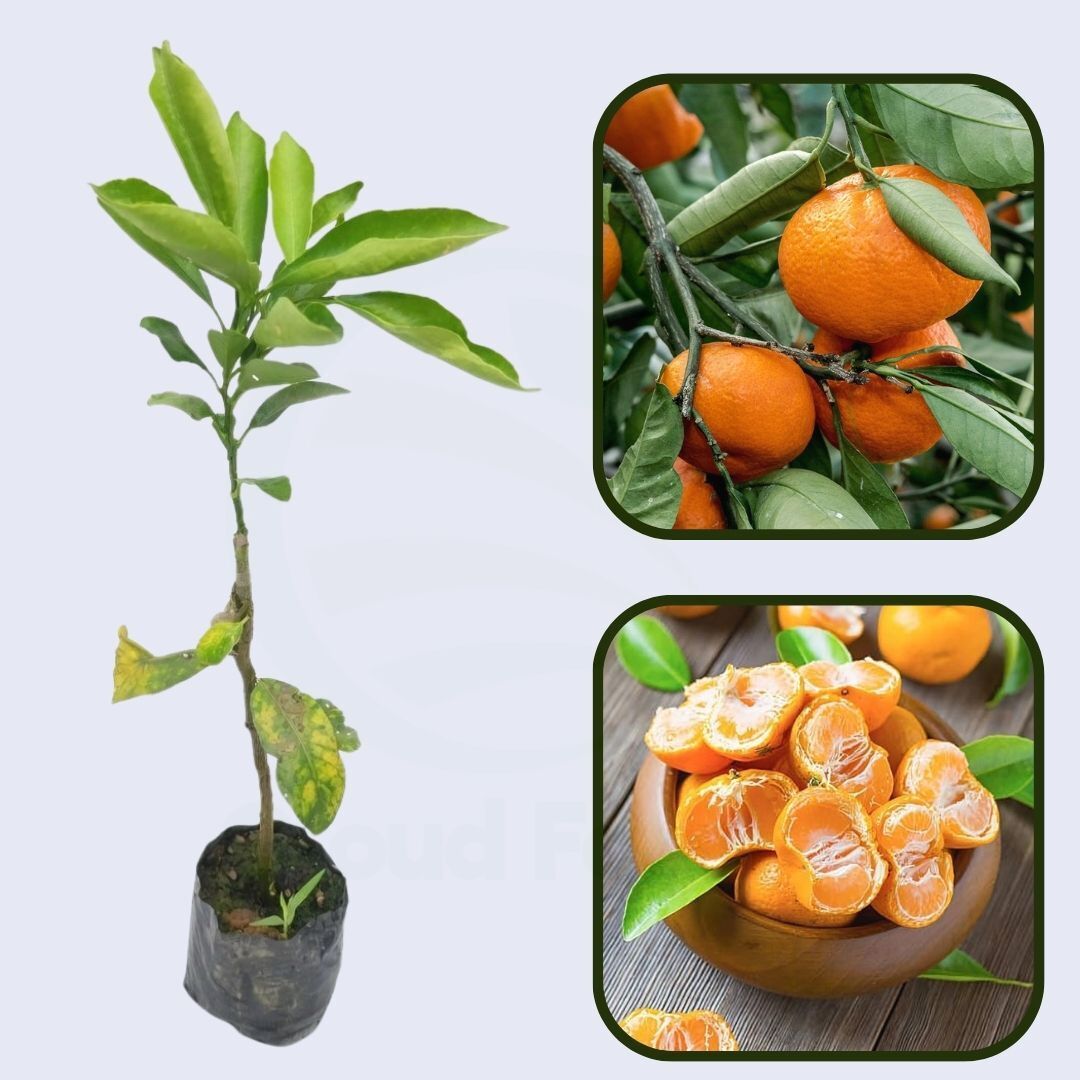 Citrus Golden Elite Orange Grafted Healthy Fruit Plant