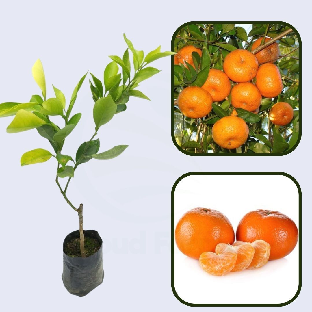 Citrus Golden Harmony Orange Grafted Healthy Fruit Plant