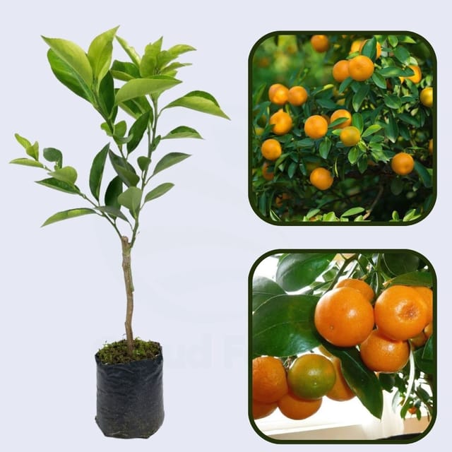 Citrus Golden Imperial Orange Grafted Healthy Fruit Plant Citrus Golden Imperial Orange Grafted Healthy Fruit Plant