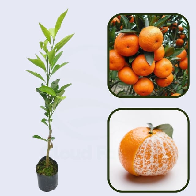 Citrus Golden Legacy Orange Grafted Healthy Fruit Plant