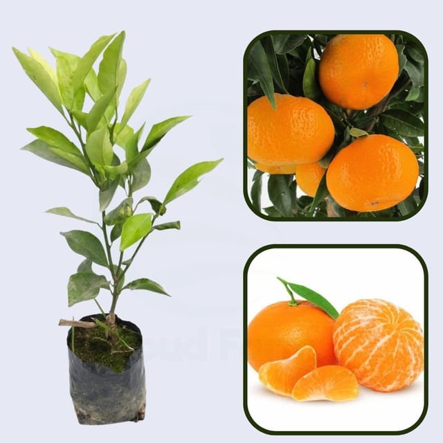 Citrus Golden Monarch Orange Grafted Healthy Fruit Plant