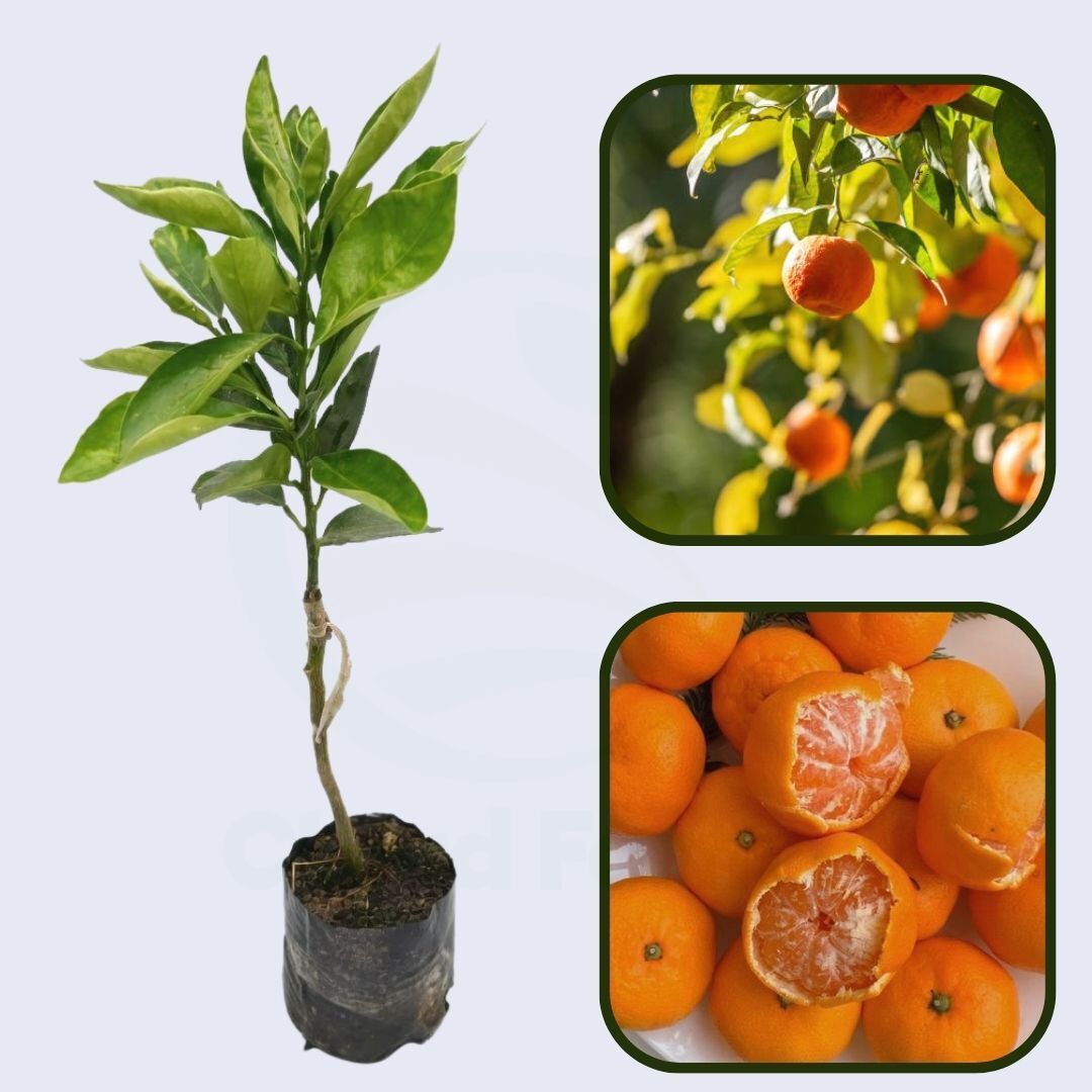 Citrus Golden Noble Orange Grafted Healthy Fruit Plant