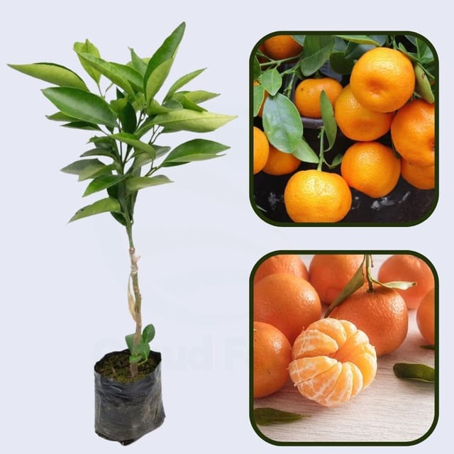 Citrus Golden Pearl Orange Grafted Healthy Fruit Plant