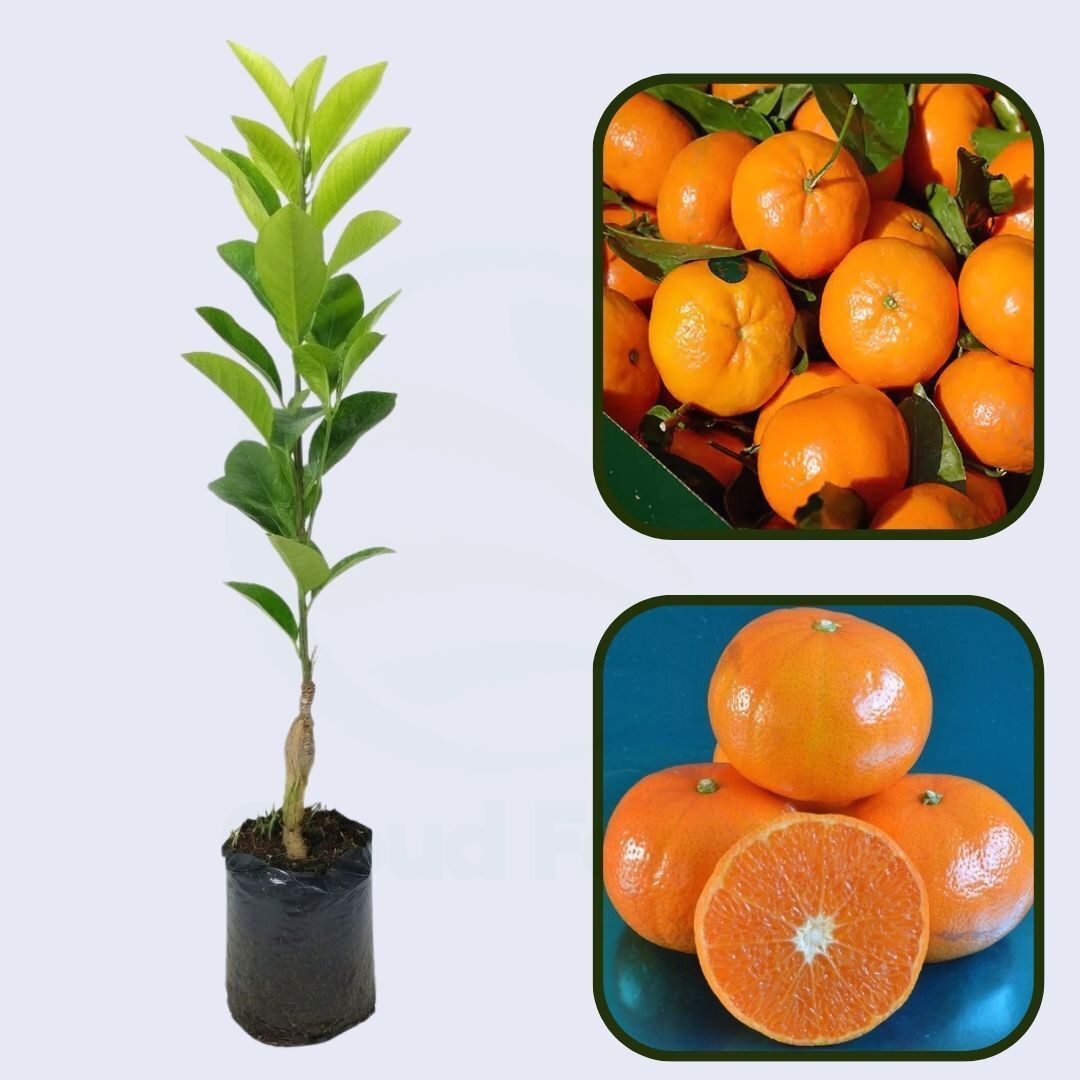 Citrus Golden Prestige Orange Grafted Healthy Fruit Plant