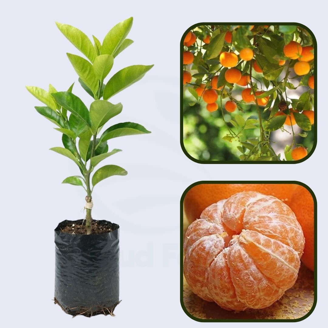 Citrus Golden Star Orange Grafted Healthy Fruit Plant