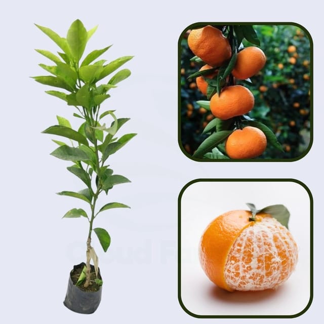 Citrus Golden Wonder Orange Grafted Healthy Fruit Plant