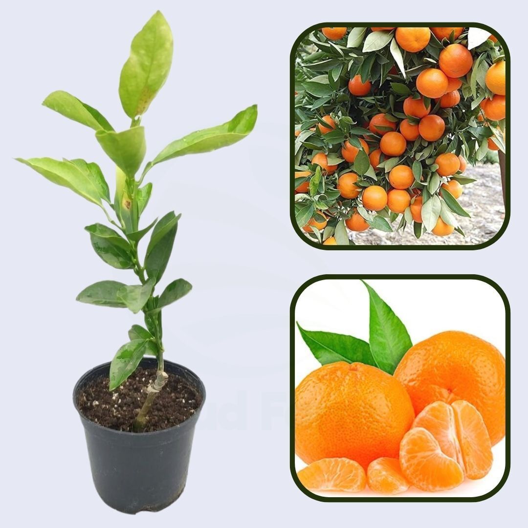 Citrus Golden Zenith Orange Grafted Healthy Fruit Plant