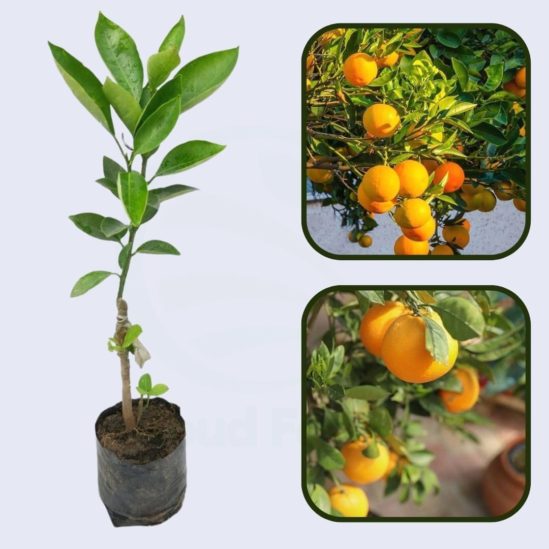Citrus Grand Gold Orange Grafted Healthy Fruit Plant