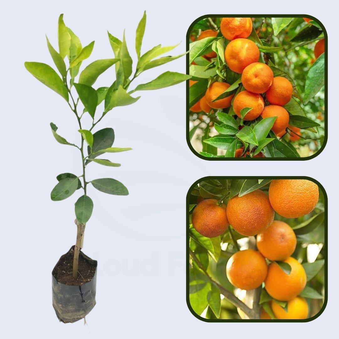 Citrus Grand Sweet Orange Grafted Healthy Fruit Plant