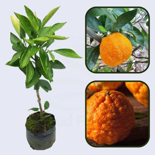 Citrus Harmony Gold Orange Grafted Healthy Fruit Plant