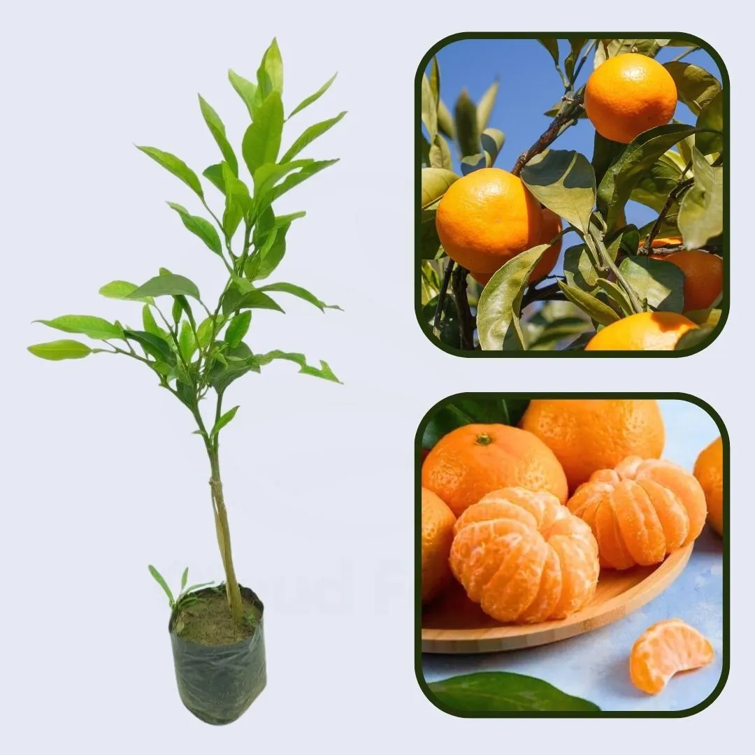 Citrus Harmony Mandarin Orange Grafted Healthy Fruit Plant