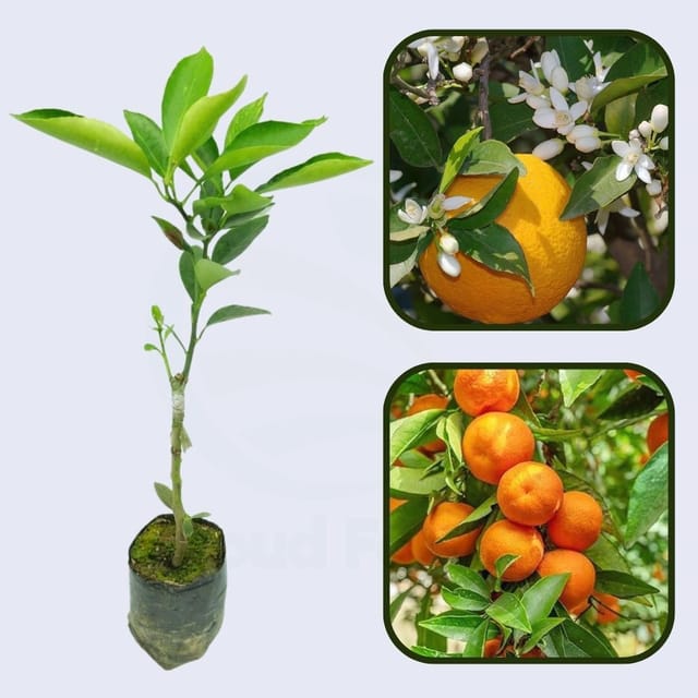 Citrus Harmony Sweet Orange Grafted Healthy Fruit Plant