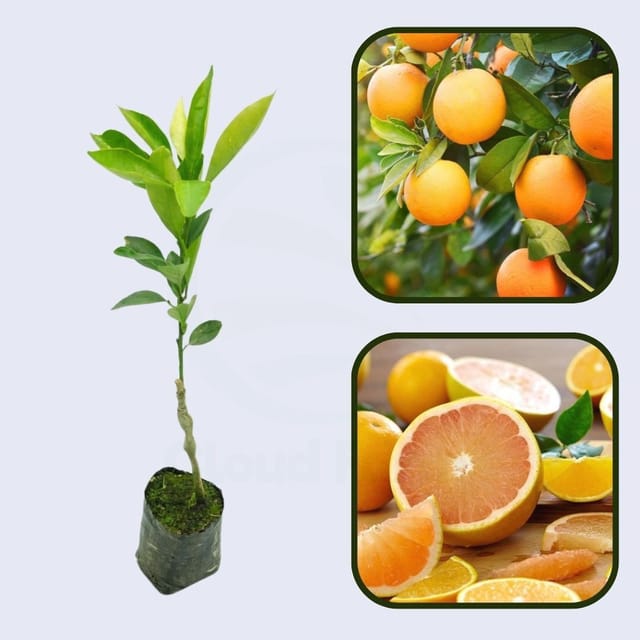 Citrus Heritage Gold Orange Grafted Healthy Fruit Plant