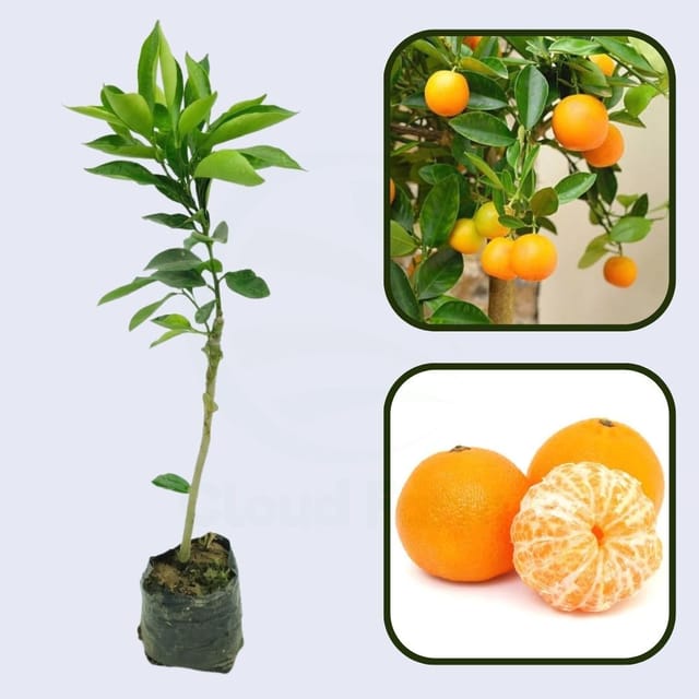Citrus Heritage Mandarin Orange Grafted Healthy Fruit Plant