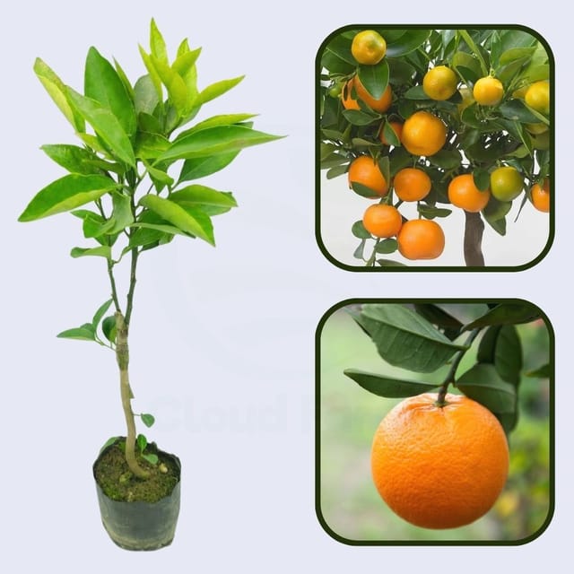 Citrus Heritage Sweet Orange Grafted Healthy Fruit Plant